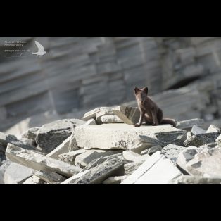 Arctic Fox bouldering
