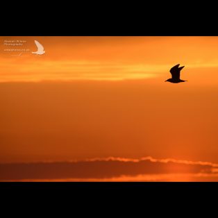 A gull flies across a golden evening sky on Skomer Island