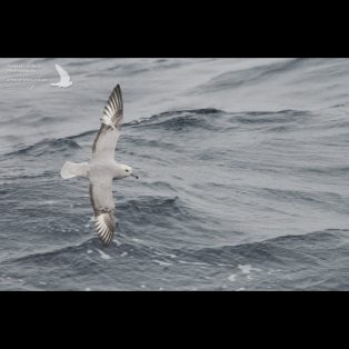 Southern Fulmar in the Southern Ocean