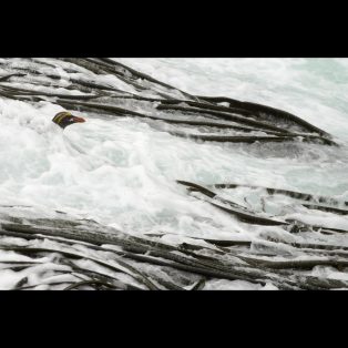 Macaroni Penguin in surf and kelp