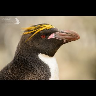 Macaroni Penguin head shot