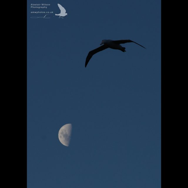 Wandering Albatross flying past the moon