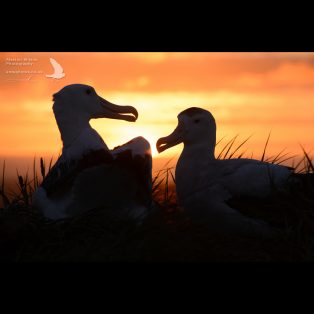 Pair of Wandering Albatross silhouetted by the setting sun