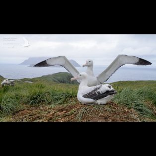 Wandering Albatross displaying to it's partner