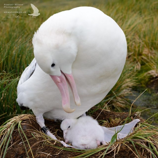 Wandering Albatross and it's new chick