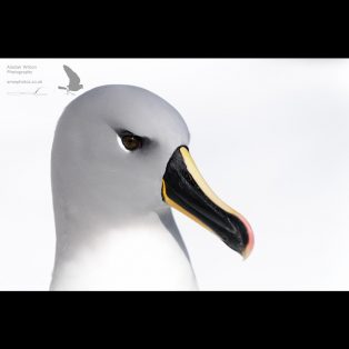 Grey-headed albatross against snow
