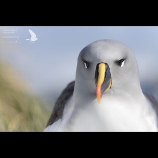 grey-headed albatross