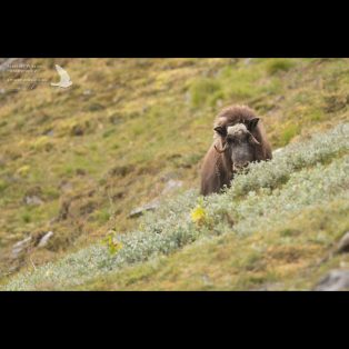 Female muskox on lookout in Norway