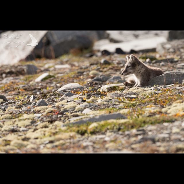 Arctic fox resting and watching