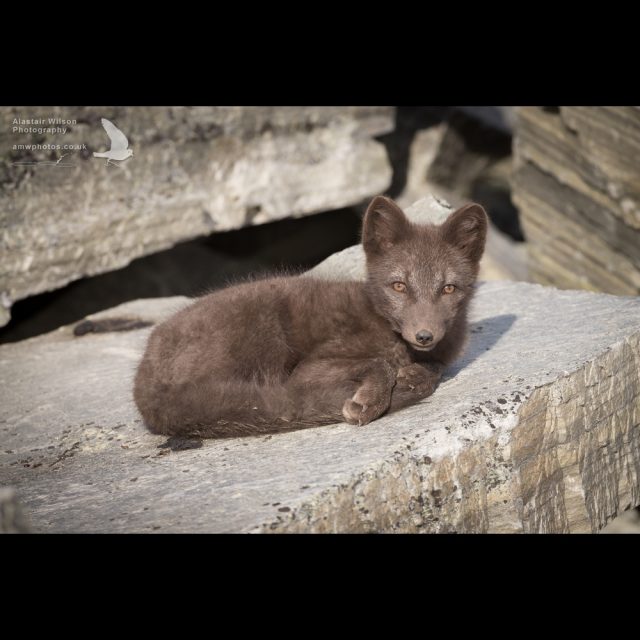 Arctic fox curled up resting