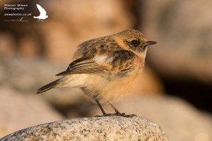 Caspian Stonechat