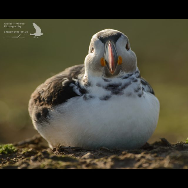 Leucistic Puffin