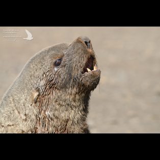 Male Antarctic Fur Seal on a South Georgia breeding beach