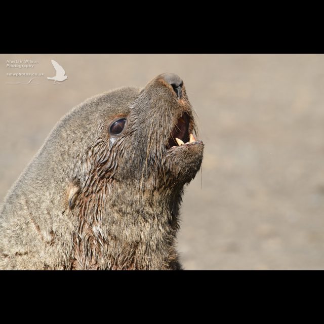 Male Antarctic Fur Seal on a South Georgia breeding beach