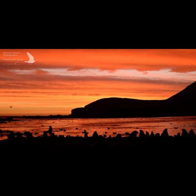 Bird Island beach sunset