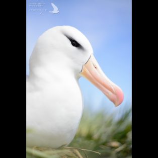 Black-browed albatross profile