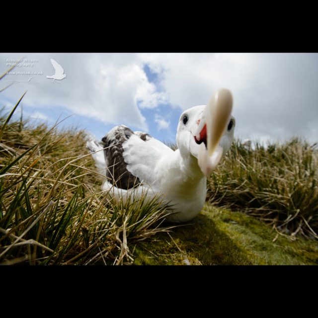 Wandering Albatross investigating the camera