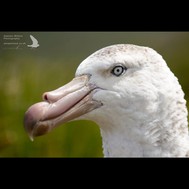 Northern giant petrel
