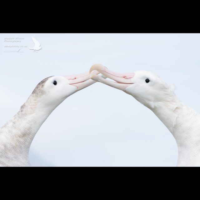 Wandering albatross pair