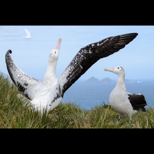 Displaying wandering albatrosses