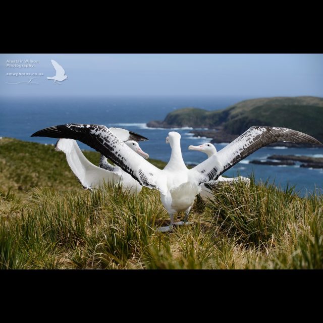 Wandering albatross competitive display