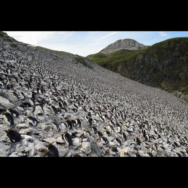 Big Mac penguin colony