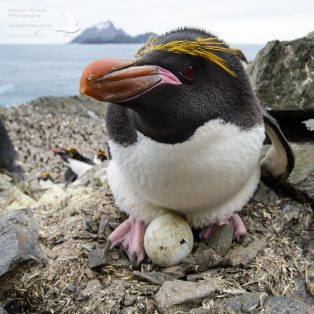 Macaroni Penguin and egg