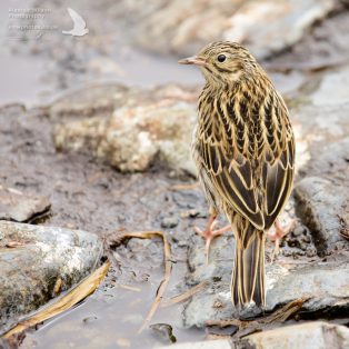 South Georgia Pipit