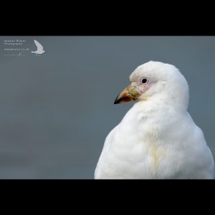 Snowy Sheathbill