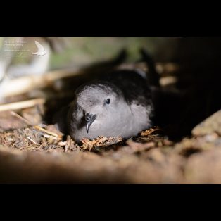 Wilson's Storm Petrel