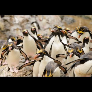 Penguin traffic jam