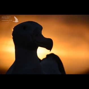 Wandering Albatross head silhouette