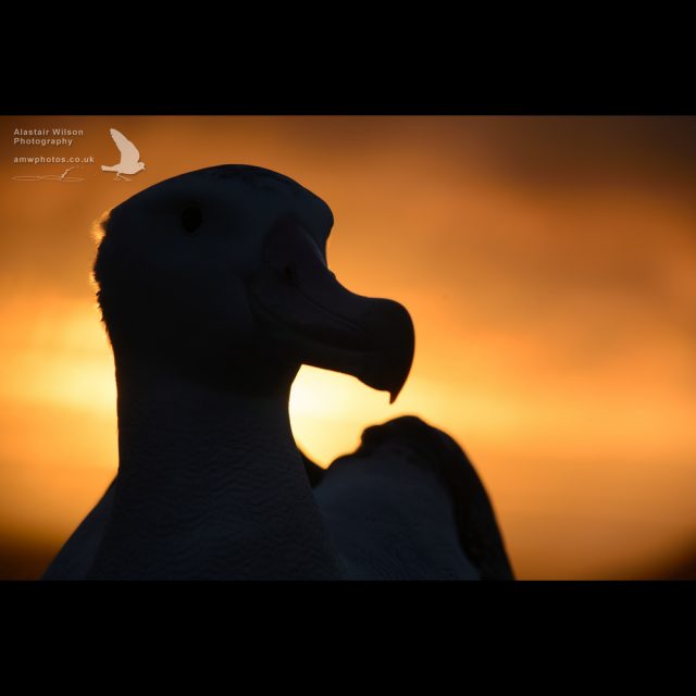 Wandering Albatross head silhouette
