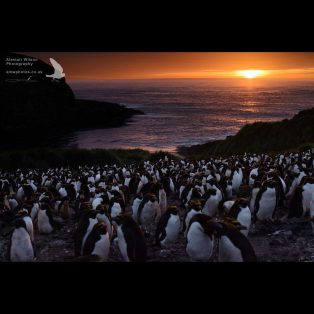 "Little Mac" Macaroni Penguin colony at sunset