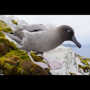 Light-mantled sooty Albatross