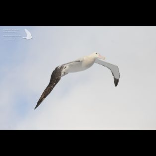 Wandering albatross coming in to land