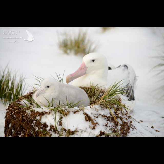 Wandering albatross with it's chick in the snow