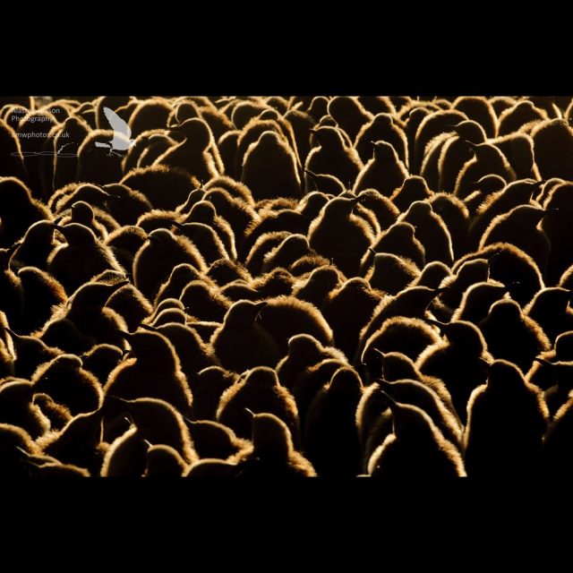 Sunrise lights up king penguin chicks insulating down in a ring of gold