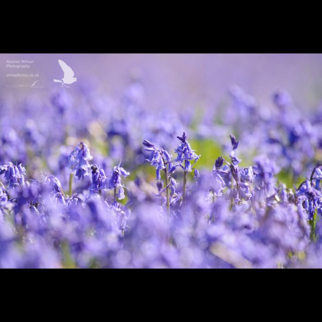 Bluebells on Skomer Island