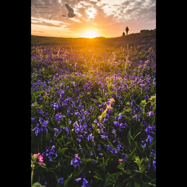 Skomer sunset over a field of wildflowers