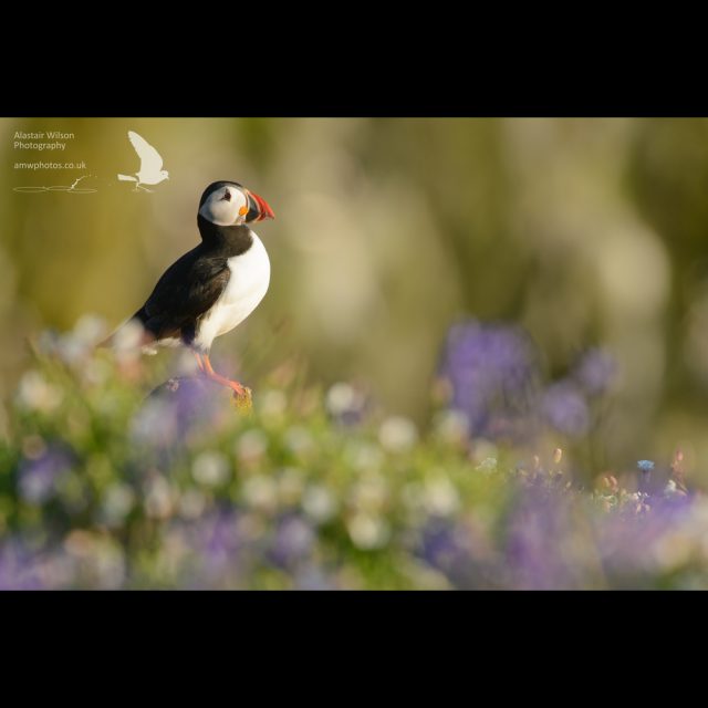 Puffin and bluebells