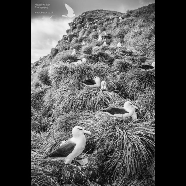Colony of black-browed albatross