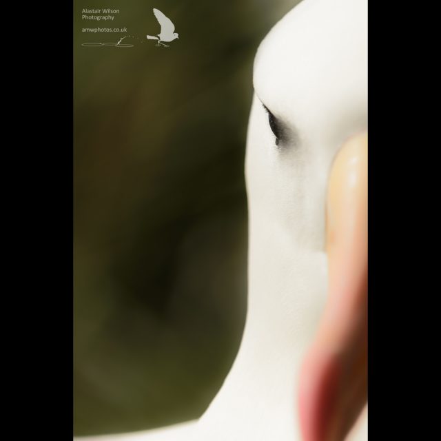 Black browed albatross